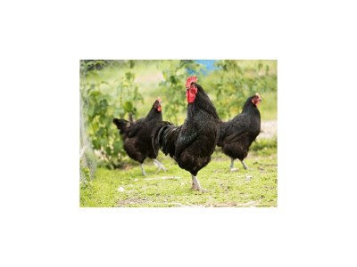 Holiday house Manor in Cotentin with Historic Charm - Outdoor photo 8