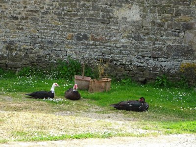 Holiday house Manor in Cotentin with Historic Charm - Outdoor photo 11