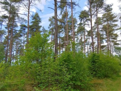 Holiday house 6 person holiday home in Oksbøl-By Traum - Outdoor photo 30