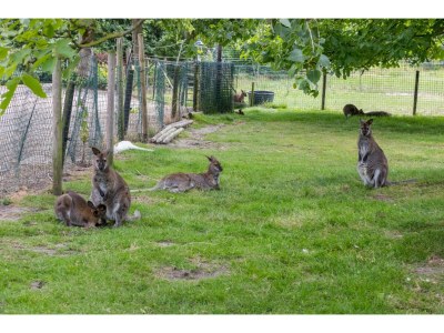 Holiday house Tiny House in Zeeland near Oranjezon Dunes - Outdoor photo 32