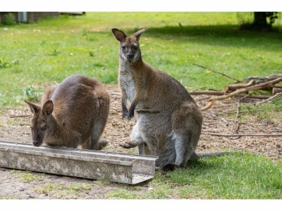 Holiday house Tiny House in Zeeland near Oranjezon Dunes - Outdoor photo 33