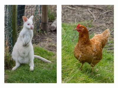 Holiday house Tiny House in Zeeland near Oranjezon Dunes - Outdoor photo 36