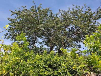 Apartment Sizilianischer Rückzugsort: Pool & Garten - Environment photo 29