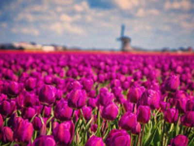 Holiday apartment Petten by the Sea - Environment photo 20