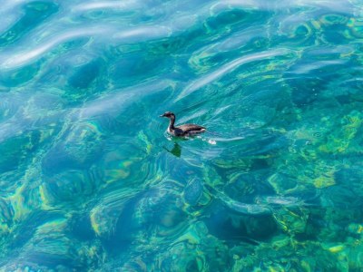 Apartment Apartments Rašica Molunat - Triple Room Sea View - Outdoor photo 14