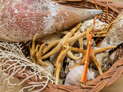 Apartment Apartments Rašica Molunat - Two Bedroom Apartment - Outdoor photo 14