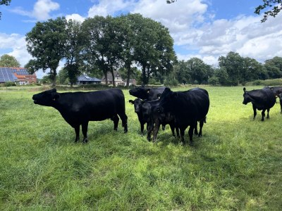 Apartment Reihenhaus in Strackholt mit beheiztem Pool - Environment photo 27