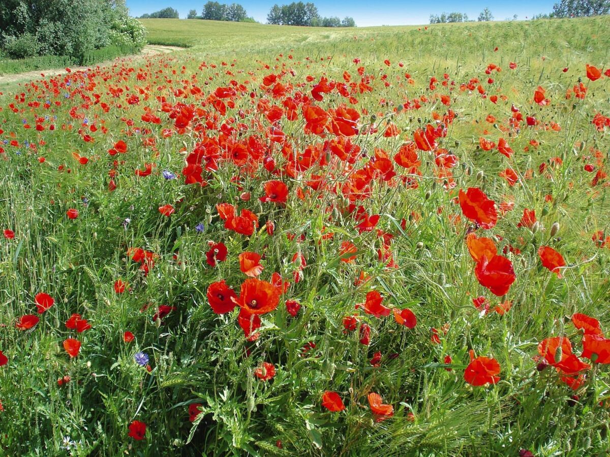 Holiday house Ferienhaus, Plau am See - Outdoor photo 5