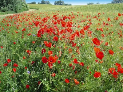 Holiday house Ferienhaus, Plau am See - Outdoor photo 5