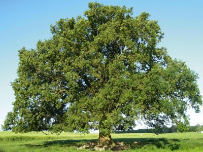 Holiday house Ferienhaus, Plau am See - Environment photo 17