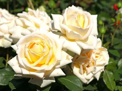 Apartment Wohnung in Deudesfeld mit eigener Terrasse - Outdoor photo 25