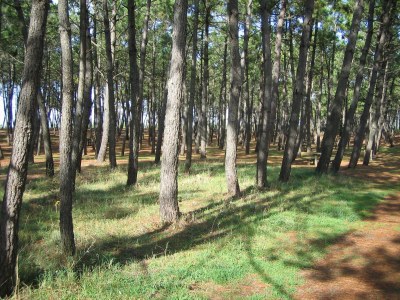 Holiday house Les Balanes 5 - Environment photo 16