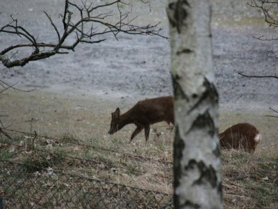 Apartment Hübsche Ferienwohnung in Goslar mit Terrasse - Outdoor photo 29