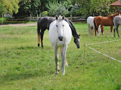 Holiday house Gutshaus Zicker in Garz - Outdoor photo 15