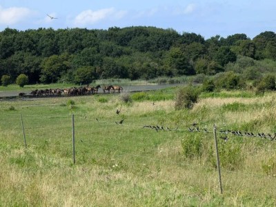 Holiday house Ferienhaus für acht Personen - Outdoor photo 17