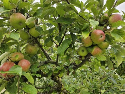 Holiday apartment Holiday Apartment Eldeufer I - Outdoor photo 10