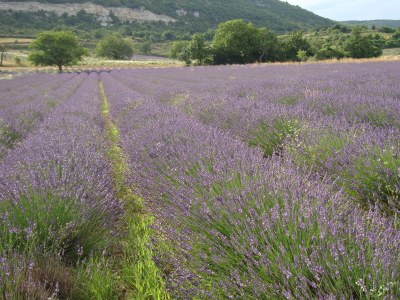 Holiday house La Tonnelle - Environment photo 22