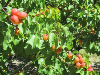 Holiday house La Tonnelle - Environment photo 25