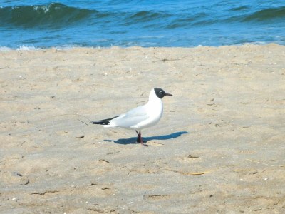 Apartment Residenz Seestern, Boltenhagen - Environment photo 14