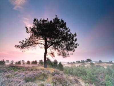 Holiday park Tranquil Stay in Drenthe - Environment photo 13