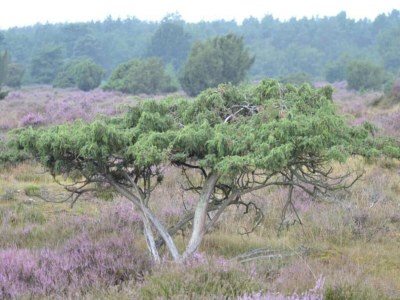 Holiday park Tranquil Stay in Drenthe - Environment photo 14