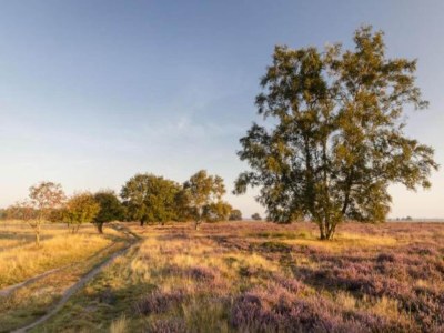 Holiday park Tranquil Stay in Drenthe - Environment photo 20