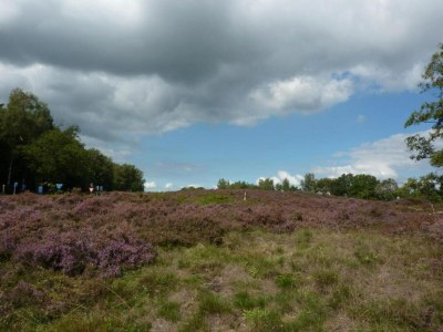 Holiday park Tranquil Stay in Drenthe - Environment photo 27