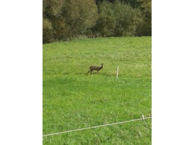 Apartment 4 Bett-Fewo Elbbachblick - Outdoor photo 6