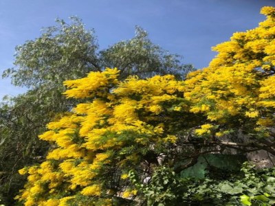 Holiday house Holiday Home in Bormes-les-Mimosas near Sea - Environment photo 31
