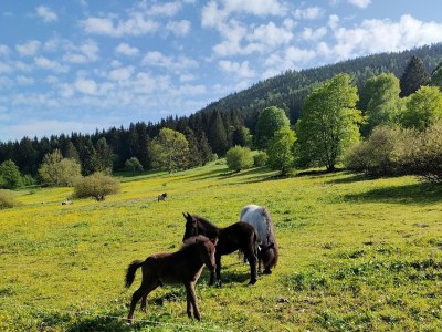 Holiday house Ferienhaus Am Hermannsberg, Oberschönau - Outdoor photo 23
