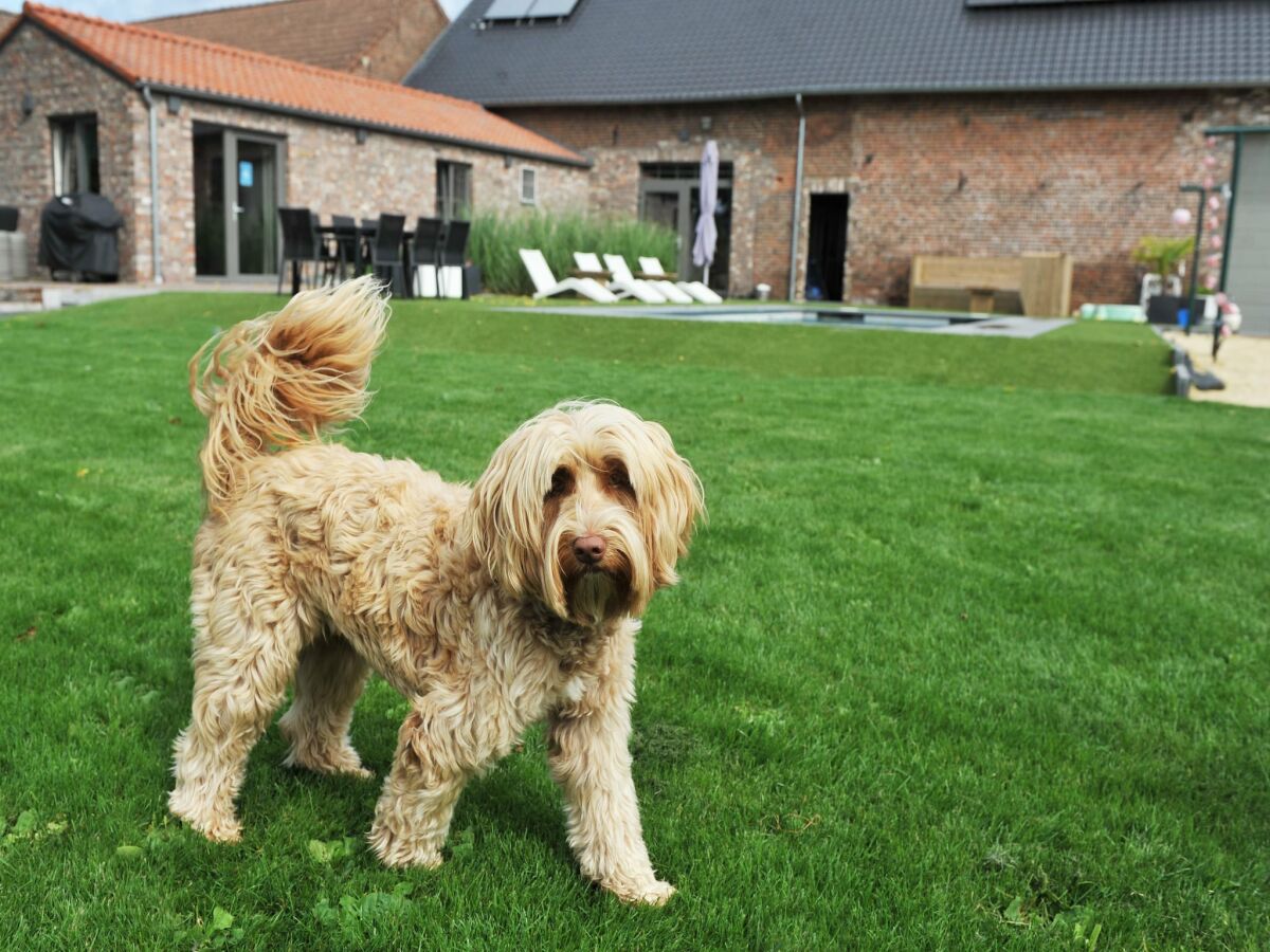 Holiday house Gemütliches Ferienhaus in Vlaanderen - Outdoor photo 4
