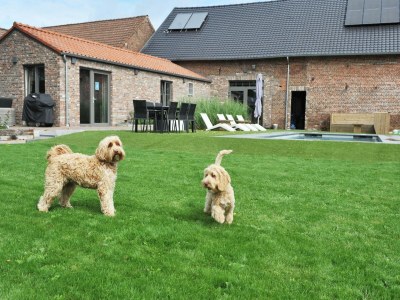 Holiday house Gemütliches Ferienhaus in Vlaanderen - Outdoor photo 6