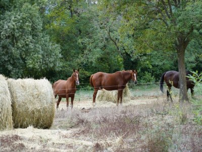Holiday house Schönes Ferienhaus mit Kamin - Environment photo 52