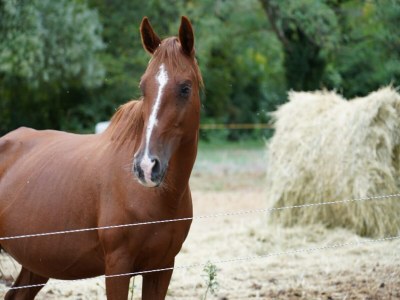 Holiday house Schönes Ferienhaus mit Kamin - Environment photo 56