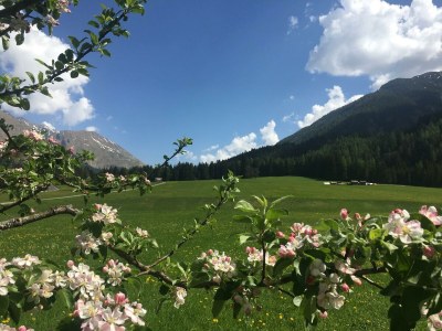 Apartment Ruitelspitze in Bach - Apartment