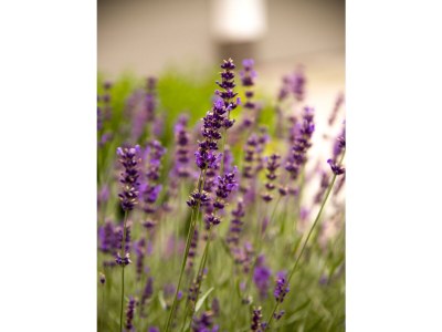 Holiday room Junior Suite Deluxe - Outdoor photo 60