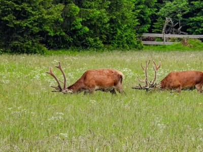 Holiday room DZ Komfort - Outdoor photo 39