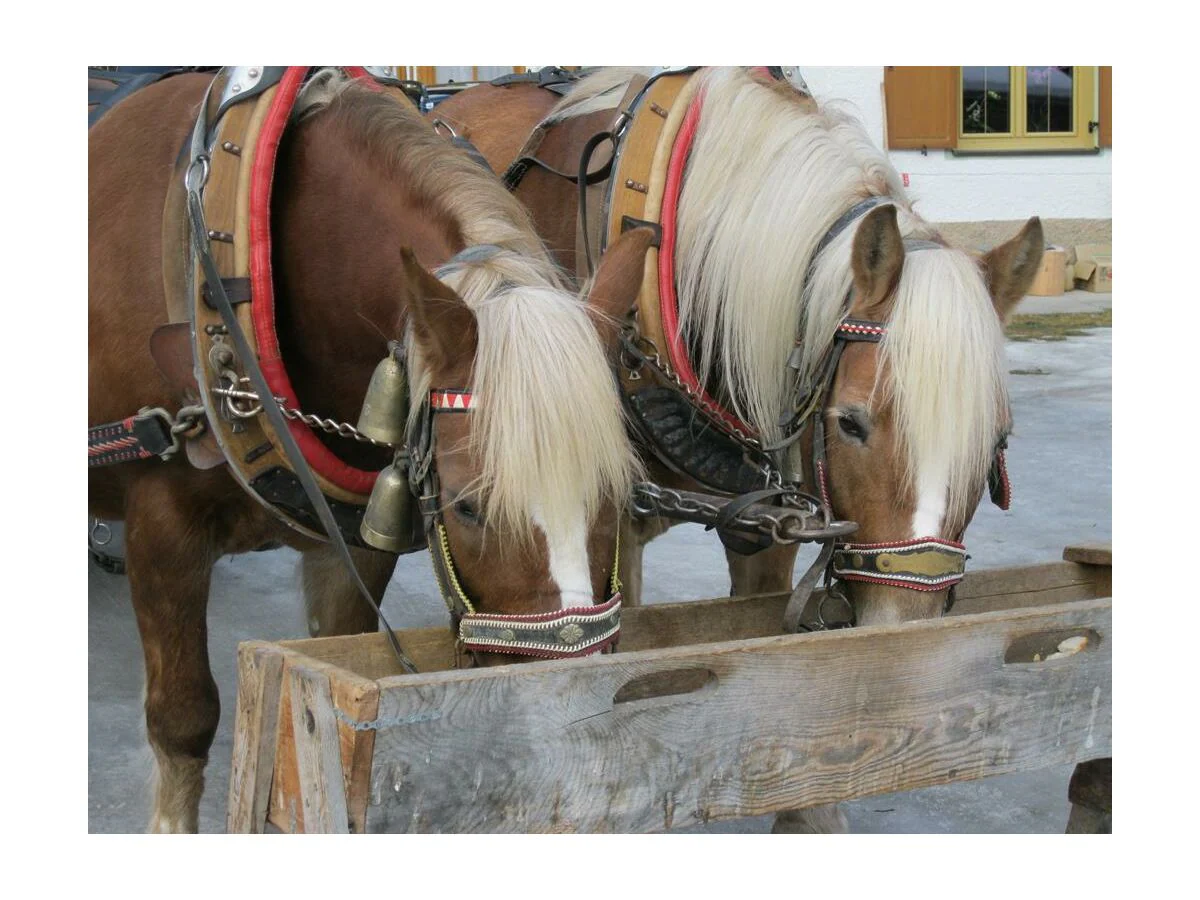 Apartment Appartement 2