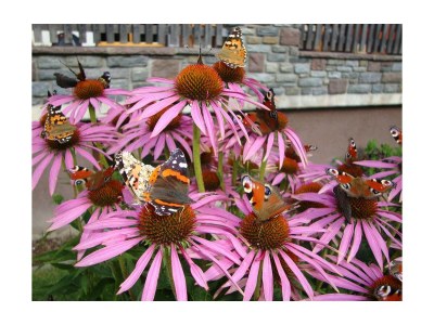 Apartment Ferienwohnung Nelly - Outdoor photo 20