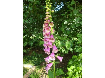 Apartment Ferienwohnung Nelly - Outdoor photo 21