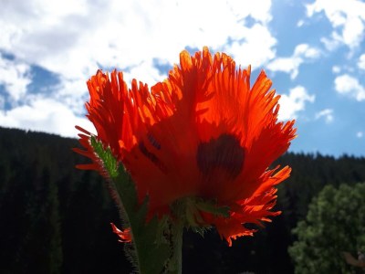 Apartment Ferienhaus Monika - Outdoor photo 38