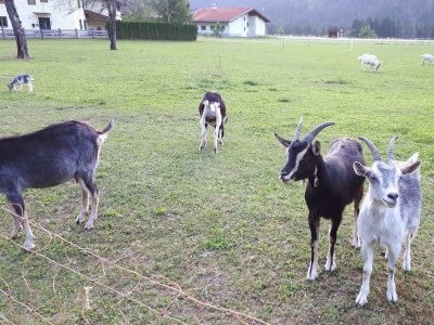 Apartment Ferienhaus Monika - Outdoor photo 41