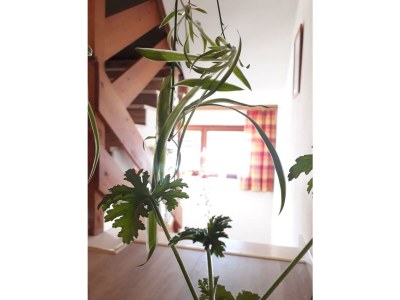 Holiday room Mehrbettzimmer - Outdoor photo 13