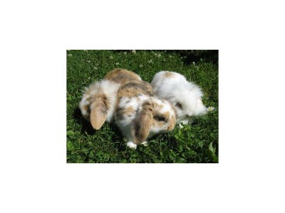 Apartment FW 3 - Outdoor photo 14