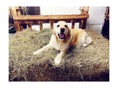 Apartment Zottlarhitta - Outdoor photo 2