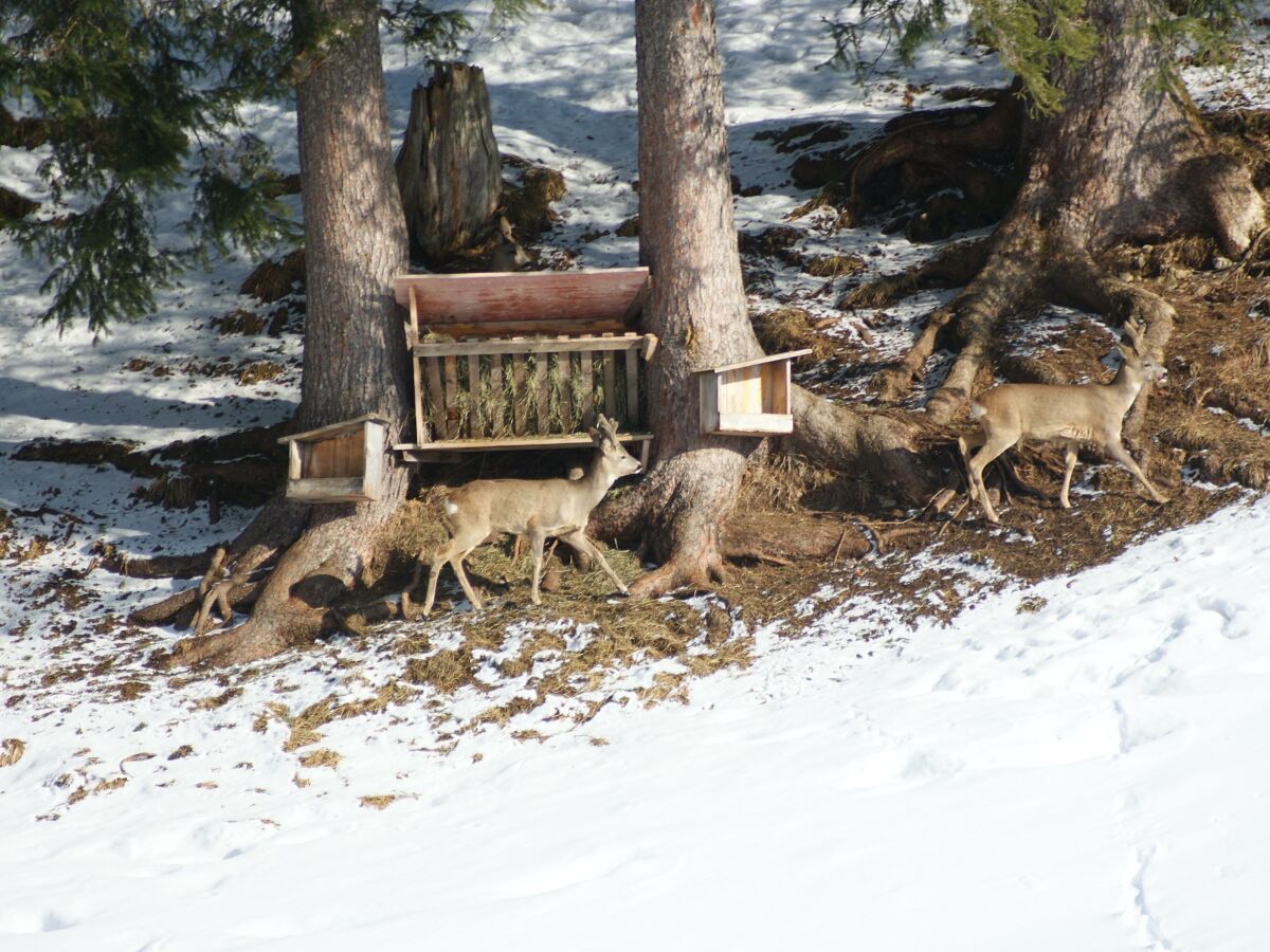 Apartment Freispitz - Outdoor photo 5