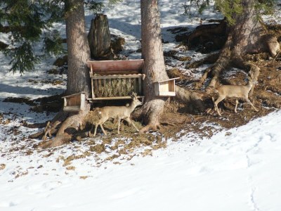 Apartment Freispitz - Outdoor photo 5
