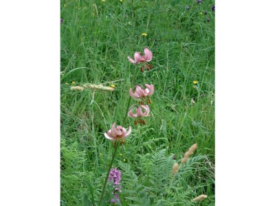 Apartment Freispitz - Outdoor photo 13