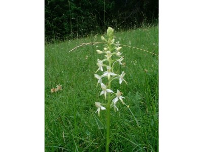 Apartment Freispitz - Outdoor photo 15