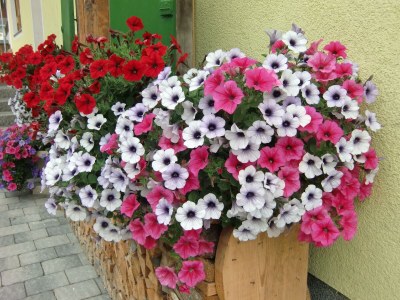 Apartment Ferienwohnung Pimig - Outdoor photo 17